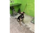Adopt Kash a Black German Shepherd Dog / Mixed Breed (Medium) / Mixed (short