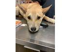 Adopt 55841638 a Tan/Yellow/Fawn Carolina Dog / Mixed Breed (Medium) / Mixed