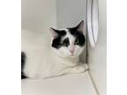 Adopt Oreo (at Smitten Kitten) a All Black Domestic Shorthair / Mixed Breed