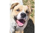 Adopt Jimmy! a White - with Tan, Yellow or Fawn Great Pyrenees / Cattle Dog /