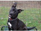 Adopt Velvet a Black - with White American Pit Bull Terrier dog in Barnesville