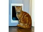Adopt Felix a Orange or Red Tabby Domestic Shorthair / Mixed cat in Youngsville