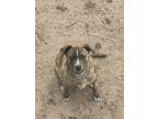 Adopt Basil a Brown/Chocolate - with White American Pit Bull Terrier / Labrador
