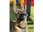 Adopt MONA a Tan/Yellow/Fawn - with Black Belgian Malinois / Mixed dog in