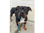 Adopt Adams a Black Rottweiler / American Pit Bull Terrier / Mixed (short coat)