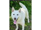Adopt Fluffernutter a Brindle Alaskan Klee Kai / Mixed Breed (Medium) / Mixed
