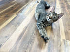 Adopt Frumpkin a Brown Tabby Domestic Shorthair / Mixed Breed (Medium) / Mixed