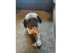 Adopt Fluffy a Black - with Gray or Silver Poodle (Miniature) / Mixed dog in