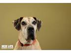 Adopt Pebbles a Tan/Yellow/Fawn Great Dane / Mixed dog in Portland