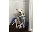 Adopt Iceberg a White American Pit Bull Terrier dog in Westfield, MA (41363793)