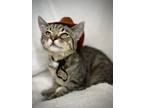 Adopt Woody a Gray, Blue or Silver Tabby Domestic Shorthair cat in Greensboro