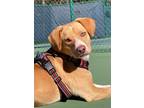 Adopt Janie Bird a Tan/Yellow/Fawn - with White Beagle / Labrador Retriever /