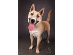 Adopt VANESSA a Tan/Yellow/Fawn - with Black Dutch Shepherd / Mixed dog in