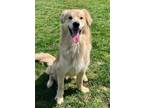 Adopt Milo a Red/Golden/Orange/Chestnut Golden Retriever / Mixed Breed (Medium)