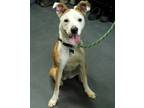 Adopt Princess a Tan/Yellow/Fawn American Staffordshire Terrier / Mixed Breed