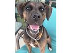 Adopt Jackie a Brindle Plott Hound / Mixed Breed (Medium) / Mixed (short coat)
