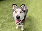 Adopt Madonna a Merle Alaskan Klee Kai / Mixed Breed (Medium) / Mixed (short