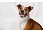 Adopt ROCKO a White - with Brown or Chocolate Staffordshire Bull Terrier / Mixed