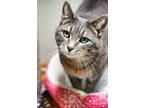 Adopt Alcion a Gray, Blue or Silver Tabby Domestic Shorthair (short coat) cat in
