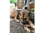 Adopt Chocolate a Brown/Chocolate - with Black Norwegian Elkhound / Mutt / Mixed