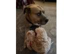 Adopt Buddy a Tan/Yellow/Fawn - with White American Pit Bull Terrier / Labrador