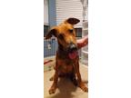Adopt Morty a Rhodesian Ridgeback / Shepherd (Unknown Type) / Mixed dog in