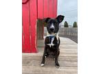 Adopt Lucinda a Black Terrier (Unknown Type, Medium) / Golden Retriever / Mixed