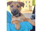 Adopt Sage Meadows a Mountain Cur / Shepherd (Unknown Type) / Mixed dog in El