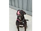 Adopt Amby a Black American Pit Bull Terrier / Mixed Breed (Medium) / Mixed
