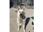 Adopt Moose a White German Shepherd Dog / Labrador Retriever / Mixed (short