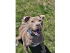 Adopt Nelson a Brindle Mixed Breed (Small) / Mixed Breed (Medium) / Mixed (short