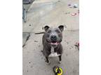 Adopt Gunner a Black - with Gray or Silver Mixed Breed (Small) / Mixed Breed