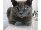 Adopt Aveline a Gray or Blue Russian Blue / Mixed Breed (Medium) / Mixed (short