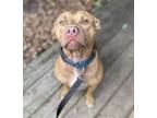 Adopt Pop a Brindle American Pit Bull Terrier / Mixed Breed (Medium) / Mixed