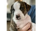 Adopt Orion a Brindle American Staffordshire Terrier / Mixed Breed (Medium) /