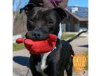 Adopt Christo a Black American Pit Bull Terrier / Mixed Breed (Medium) / Mixed