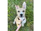 Adopt Lola Wise a White - with Tan, Yellow or Fawn Carolina Dog / Pit Bull