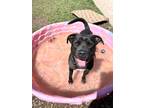 Adopt Miko a Black American Pit Bull Terrier / Mixed Breed (Medium) / Mixed