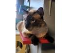 Adopt Charming a Cream or Ivory (Mostly) Siamese (short coat) cat in Phoenix