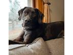 Adopt Oden a Black Pointer / Labrador Retriever / Mixed dog in Brooklyn Center