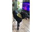 Adopt Pepper a Black - with White Belgian Malinois / Mixed dog in Yukon