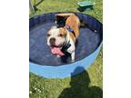 Adopt Enzo a Boxer / Terrier (Unknown Type, Medium) / Mixed dog in Fresno