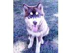Adopt AKC Valkryie a Red/Golden/Orange/Chestnut - with White Husky / Mixed dog