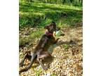 Adopt Clementine (Clemy) a Staffordshire Bull Terrier / Mixed dog in Newnan