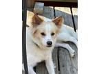 Adopt Ryder a White - with Red, Golden, Orange or Chestnut Papillon / Mixed dog