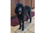 Adopt Beau a Black Poodle (Standard) / Mixed dog in Chiefland, FL (41362988)