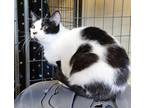 Adopt Wren a All Black Domestic Shorthair / Mixed Breed (Medium) / Mixed (short