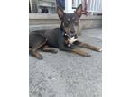 Adopt Gary a Black Australian Cattle Dog / Mixed Breed (Medium) / Mixed (short