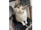 Adopt Buddy (Affectionate and Laidback) - $70 a White (Mostly) Domestic