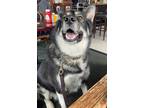 Adopt Arya a Black - with White German Shepherd Dog / Husky / Mixed dog in